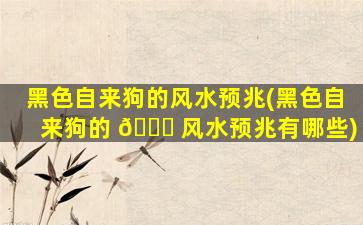 黑色自来狗的风水预兆(黑色自来狗的 🕊 风水预兆有哪些)
